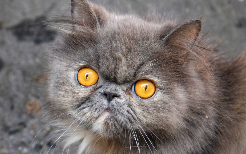 Big-Eye Cat Breed