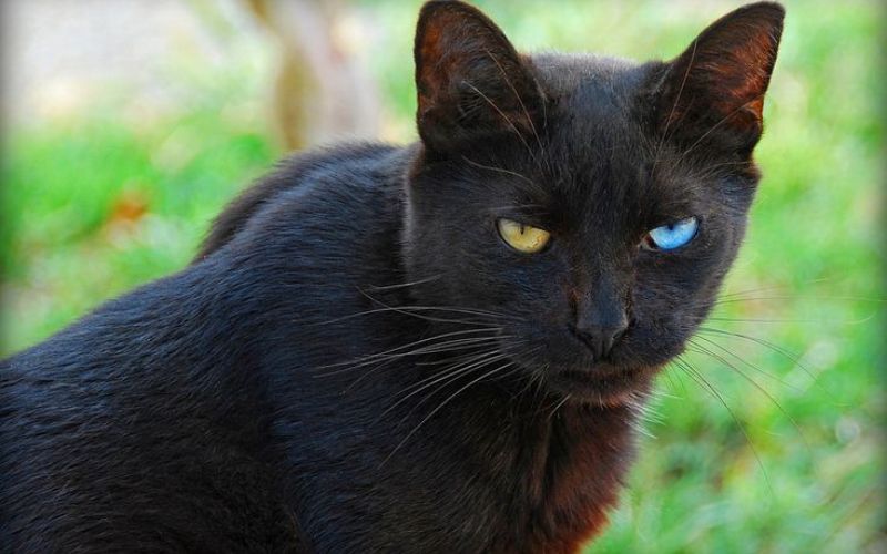 Black Cats with Different Colored Eyes