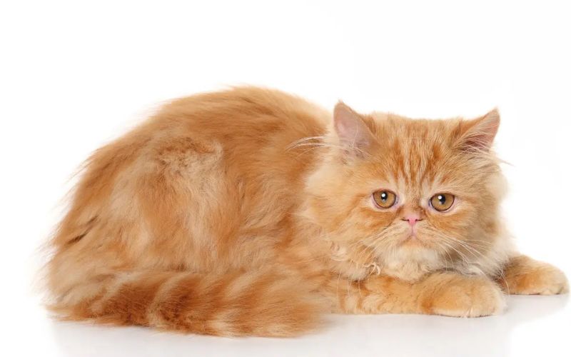 What Kind of Cat is Garfield?